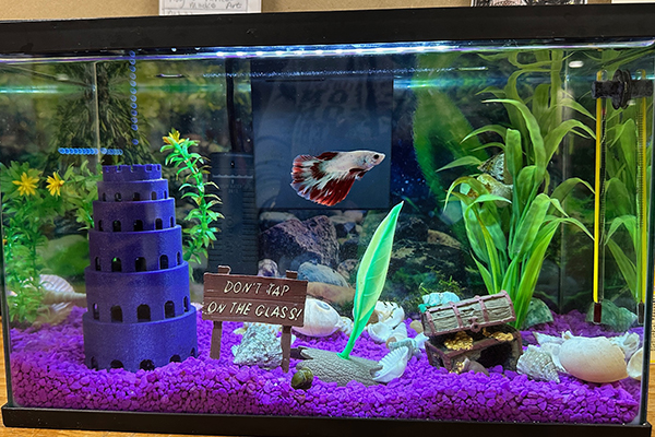 A red and white fish swims around a tank